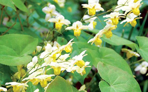 chữa yếu sinh lý bằng đông y