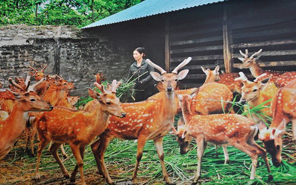 mot so bo phan cua huou sao dung de lam thuoc một số bộ phận của hươu sao dùng để làm thuốc
