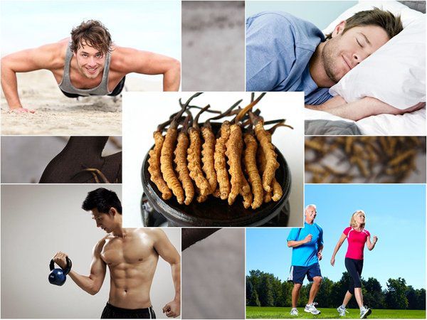 đông trùng hạ thảo là gì