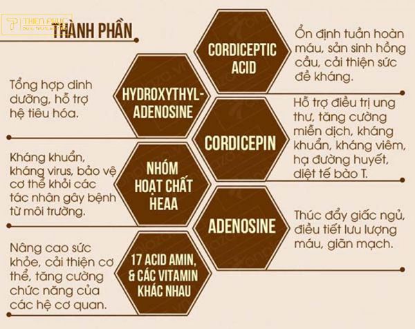 đông trùng hạ thảo