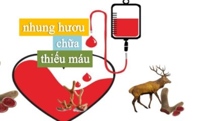 bồi bổ cho người thiếu máu