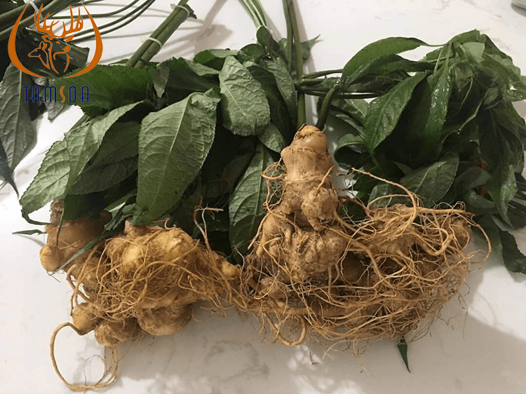cây sâm ngọc linh đủ cành đủ lá