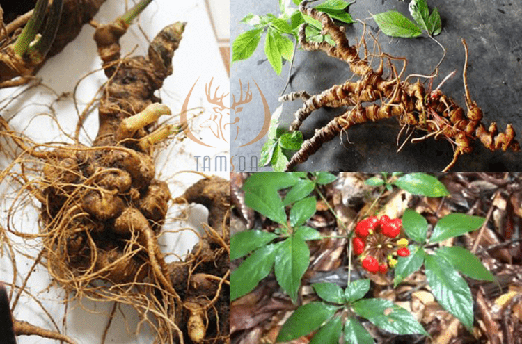 so sánh sâm ngọc linh việt nam và sâm hàn quốc