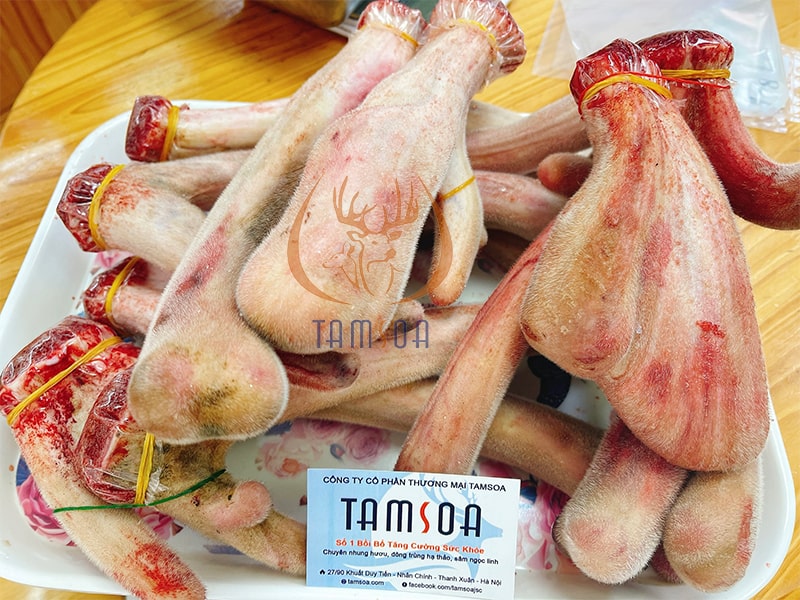Nhung hươu tươi ngon cắt trong ngày tại công ty Tamsoa