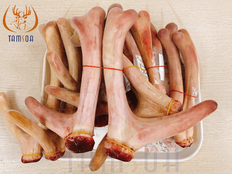 địa chỉ mua nhung hươu tại bắc ninh