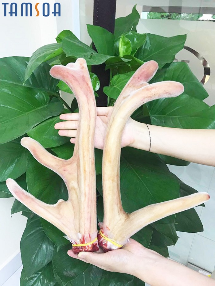phan dau nhung duoc chia thanh 2 nhanh nhu yen ngua Phần đầu nhung được chia thành 2 nhánh như yên ngựa