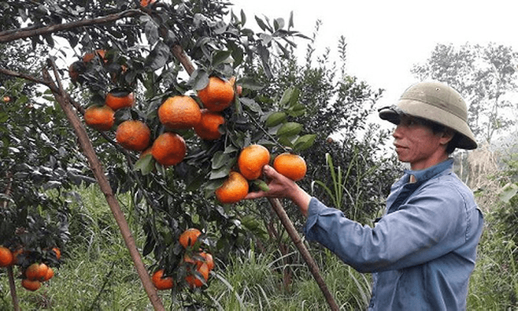 cam bù đặc sản hương sơn hà tĩnh