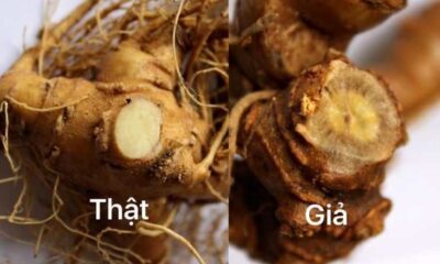 phan-biet-sam-ngoc-linh-that-gia