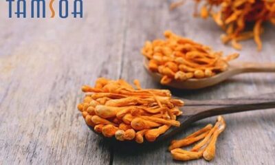 Quả thể đông trùng hạ thảo quả thể khô sấy lạnh