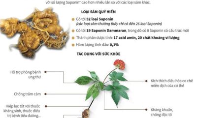 tac-dung-cua-sam-ngoc-linh