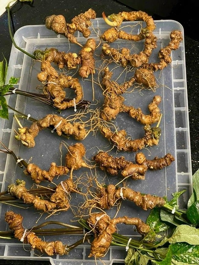 sâm ngọc linh việt nam