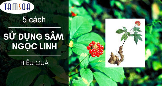 cách sử dụng sâm ngọc linh
