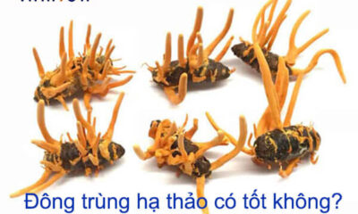 Lý giải đông trùng hạ thảo có tốt không