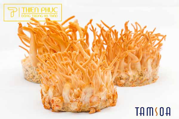 Các bước nuôi trồng Đông trùng hạ thảo Việt Nam