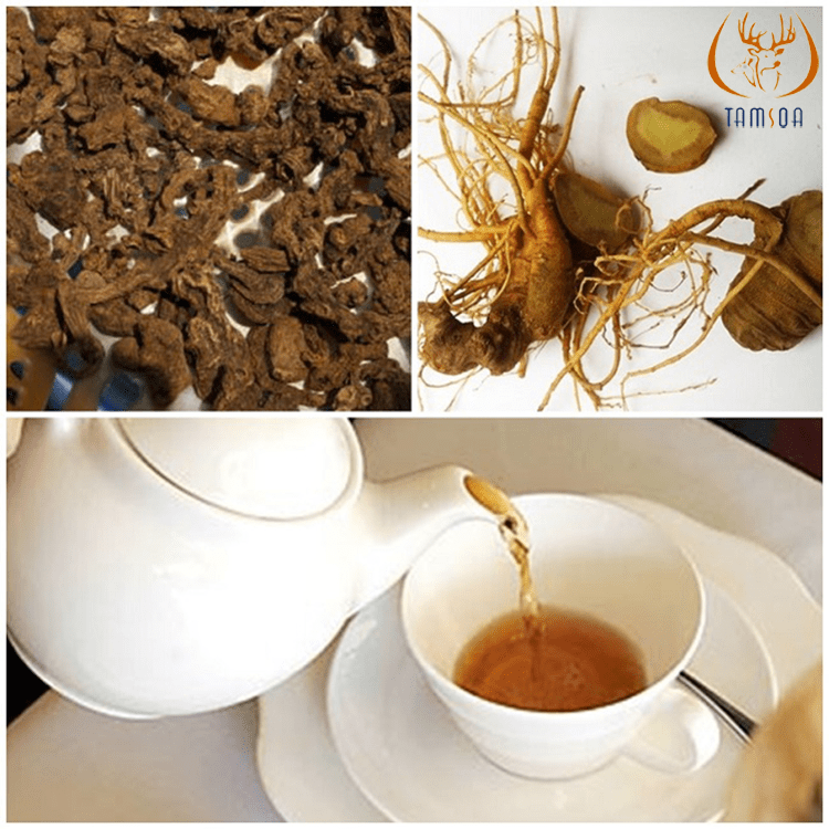 sâm ngọc linh hãm trà