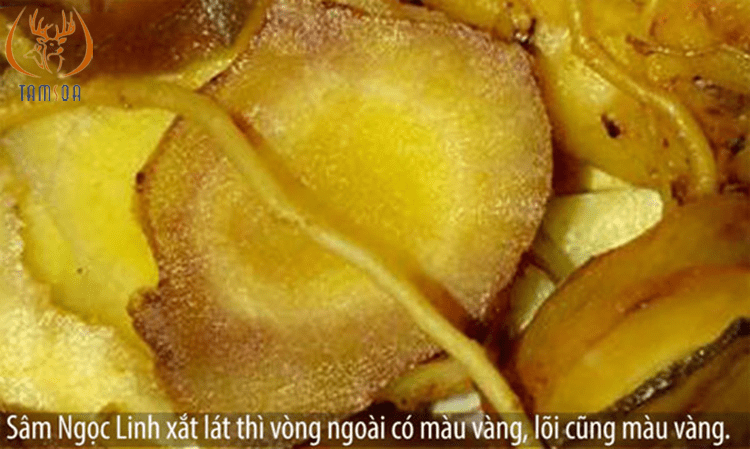 ngam sam ngoc linh tri ho ngậm sâm ngọc linh trị ho