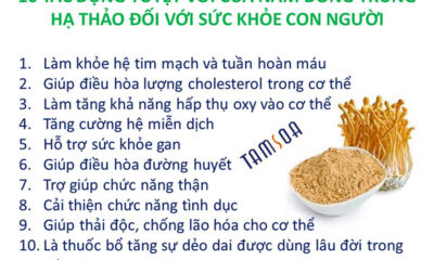 10 tác dụng của đông trùng hạ thảo