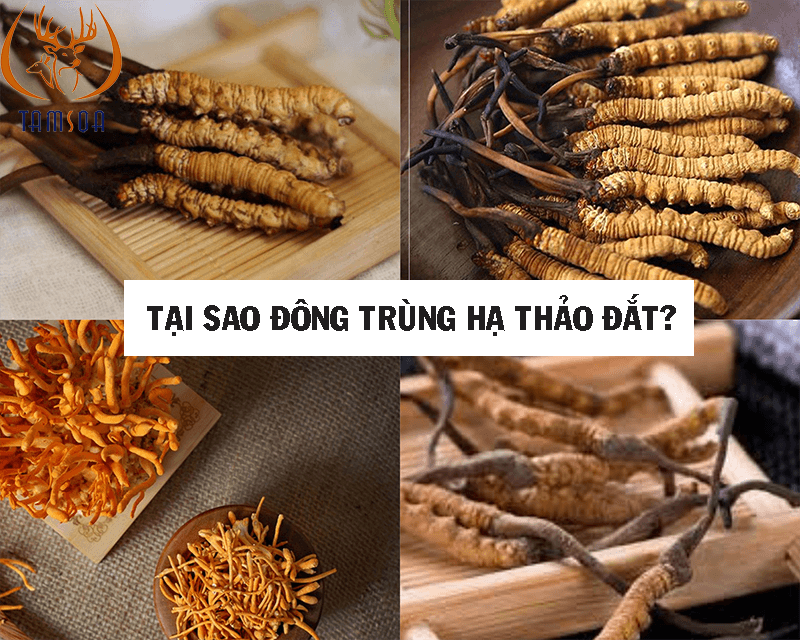 tại sao đông trùng hạ thảo đắt