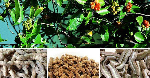 thảo dược tăng cường sinh lý nam