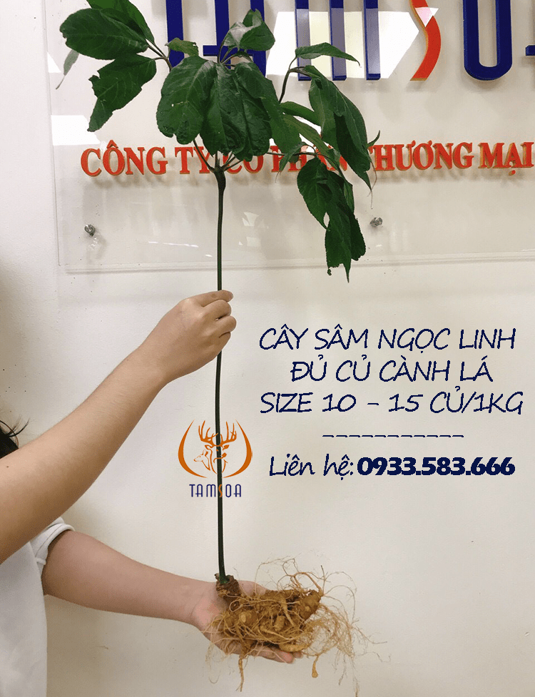 sâm ngọc linh