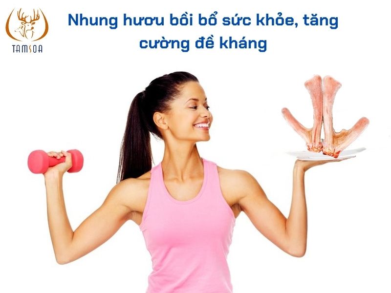 nhung huou boi bo suc khoe hau covid Nhung hươu bồi bổ sức khỏe hậu Covid