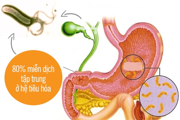 tác dụng của nhung hươu đối với hệ tiêu hóa