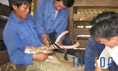 Nhung hươu Hương Sơn