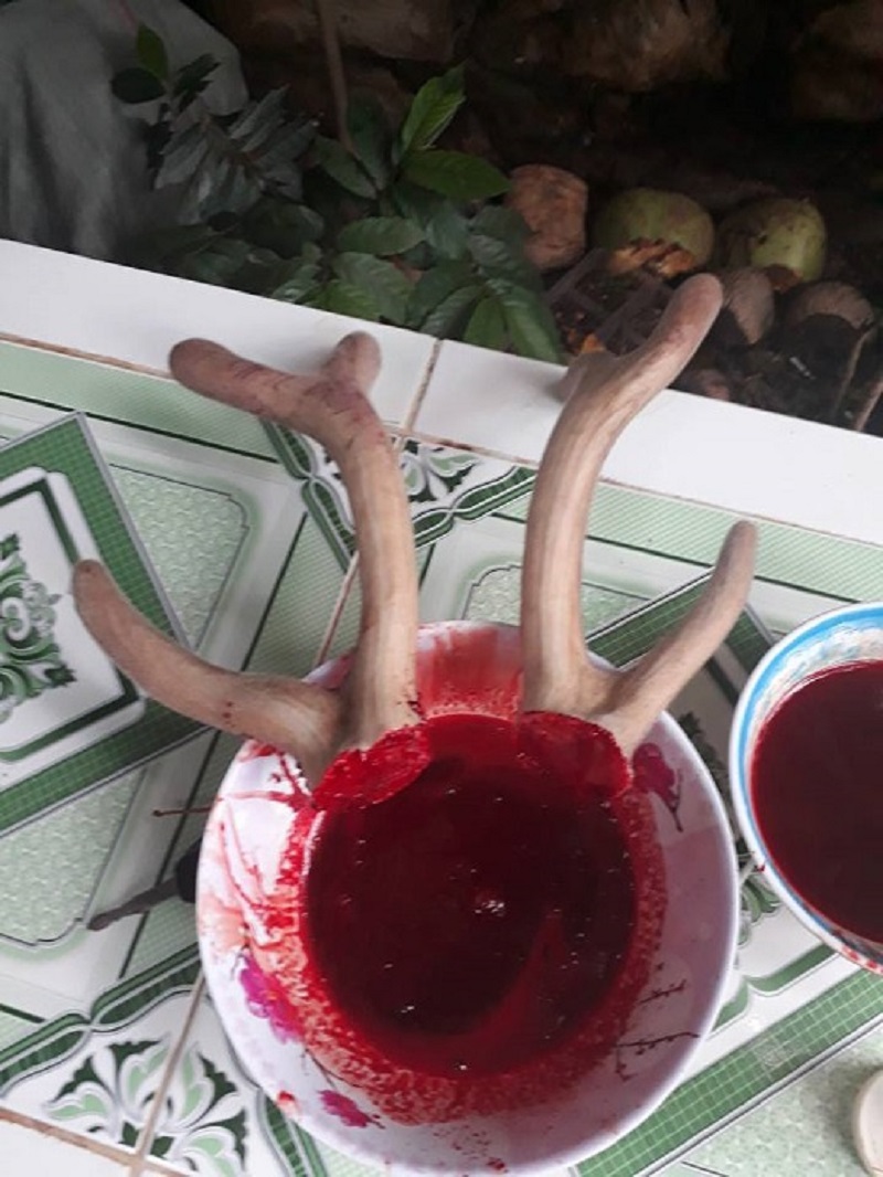 Tác dụng của huyết nhung hươu