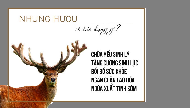 Nhung hươu có tách dụng gì? nhung-huou-chong-xuat-tinh-som-4