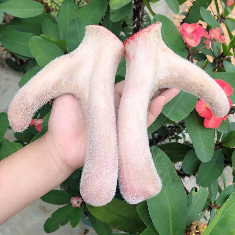 Nhung hươu đặc sản Hương Sơn Nhung hươu đặc sản Hương Sơn