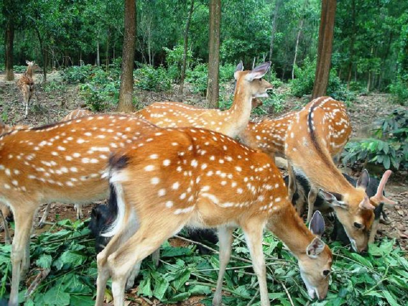 Nhung hươu hương sơn