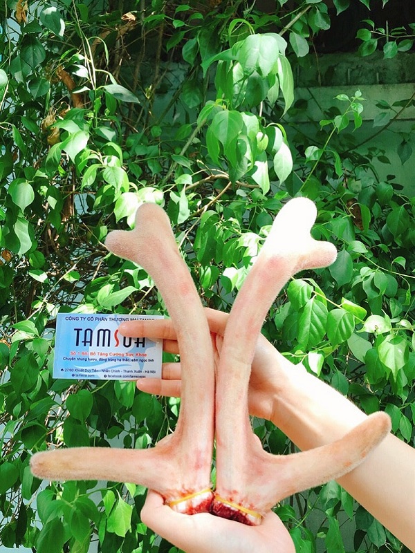 Nhung hươu đặc sản Hương Sơn Nhung hươu đặc sản Hương Sơn