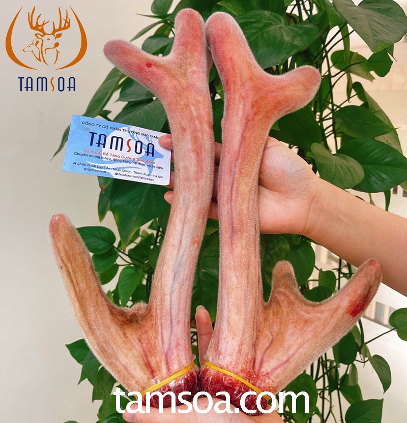 Bán nhung hươu tươi tại Hà Nội & TP HCM