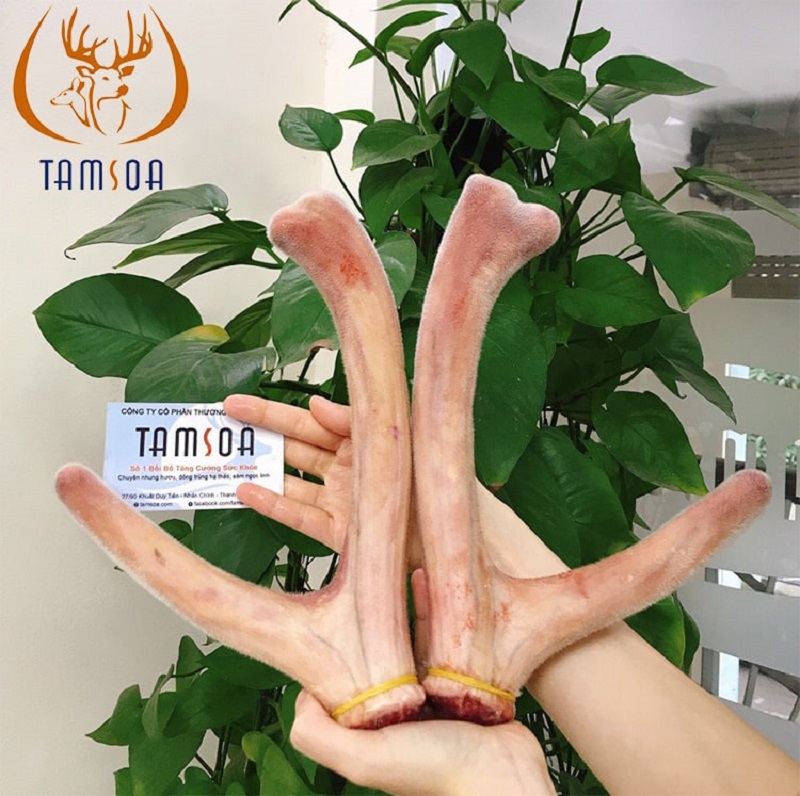 nhung hươu tốt cho phụ nữ sau khi sinh