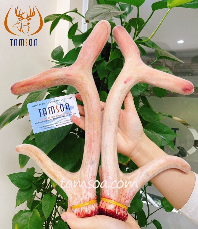 Bán nhung hươu tươi tại Hà Nội & TP HCM