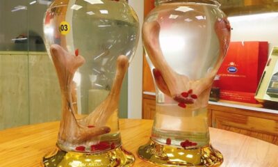 Hướng dẫn ngâm rượu nhung huơu