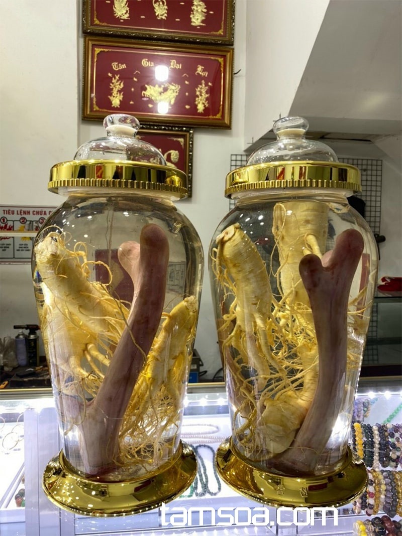 Ngâm nhung hươu với rượu và sâm có được không