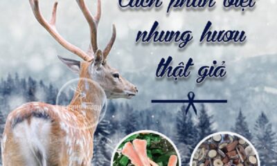 Hướng dẫn phân biệt nhung hươu giả thật