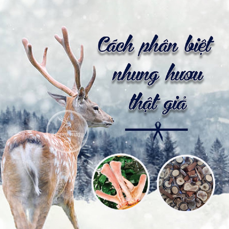 Hướng dẫn phân biệt nhung hươu giả thật