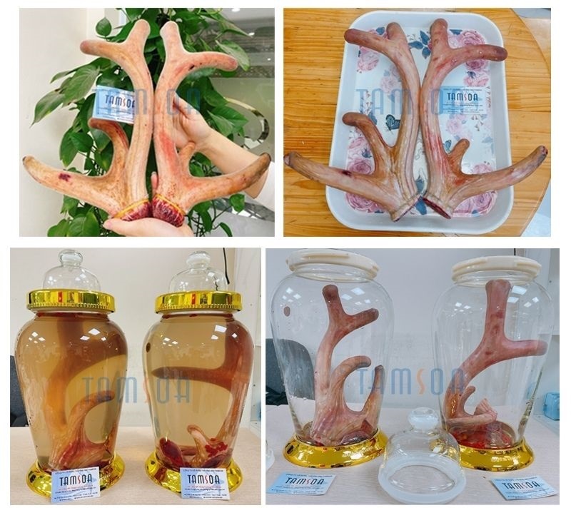 Nhung hươu để được bao lâu