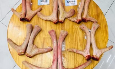 Mua nhung hươu tại Hà Nội