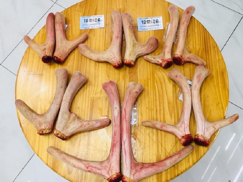 Mua nhung hươu tại Hà Nội