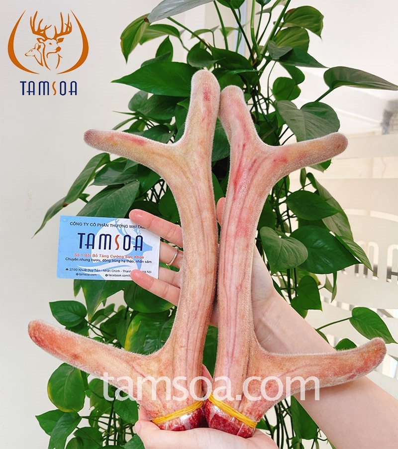 Bán nhung hươu tại Hà Nội