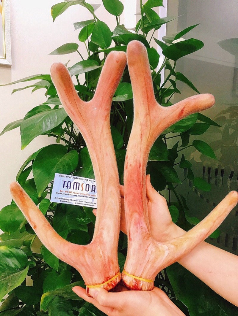 Địa chỉ bán nhung hươu giá tốt nhất tại Hà Nội