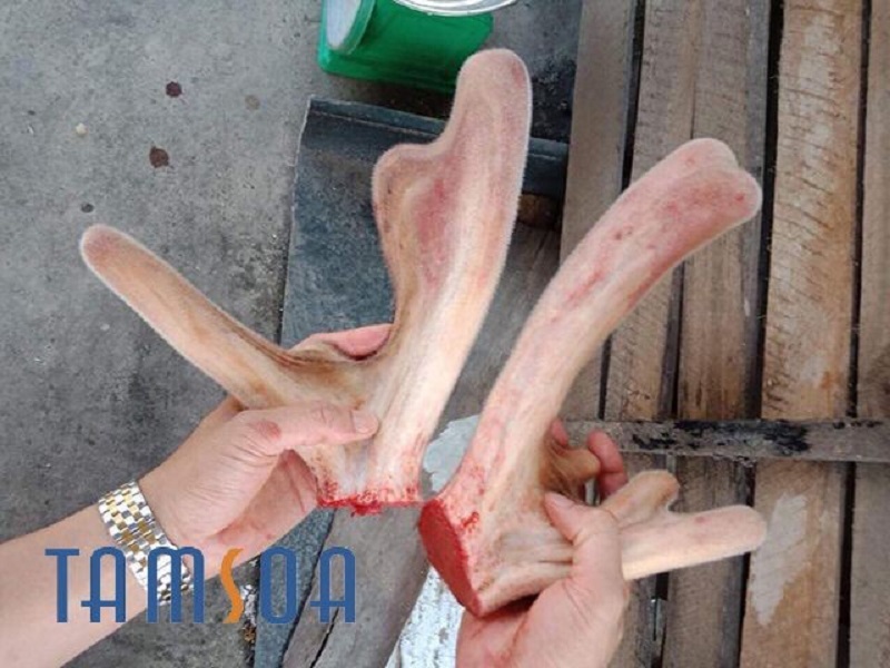 Nhưng hươu mua ở đâu uy tín?