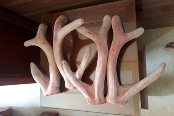 Nhung hươu Hà Tĩnh rất tốt cho sức khỏe Nhung hươu Hà Tĩnh rất tốt cho sức khỏe