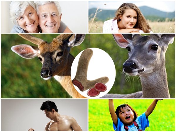 Nhung hươu dùng cho lứa tuổi nào