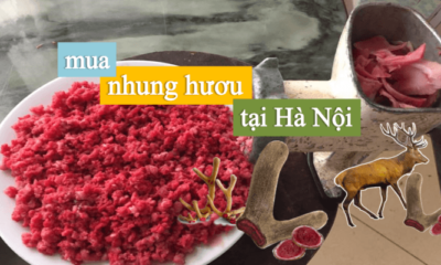 Mua nhung hươu tại Hà Nội