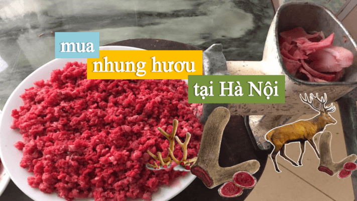 Mua nhung hươu tại Hà Nội Mua nhung hươu tại Hà Nội