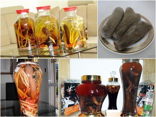 Ngâm rượu nhung hươu Ngâm rượu nhung hươu